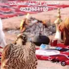 شاعر جزل ومتمكن لكتابه القصايد وانجاز الشيلات