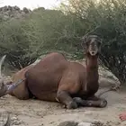 بعير ساحلي احمر دم