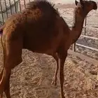 حاشي لباني