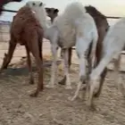 قعدان قصب لباني