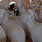 سواكن ضان