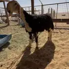 مشروع فحل نجدي