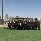 جفرات عوارض صنف تاسيس مراح