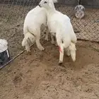 خرفان جبرات كفو ناهي مبدا ( تم البيع )