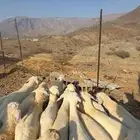بهم تربية سمان ونضاف