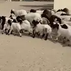 غنم نعيم رغايث