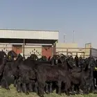 جذعات قبرصيات دبس فاخره لون ملكي