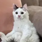 قطط بيرشن تبني