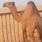 قعود كفو اصفر