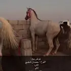 حصان شعبي