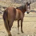 حصان للبيع