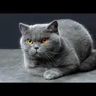 احتاج كيتن برتش شورت هير ذكر سينامون او بلو