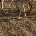 قعود علياني