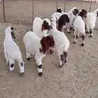 غنم رغايث