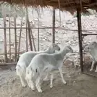 رخال حيل على الشرط مقفله شحم