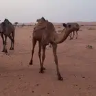 بكره شعلا