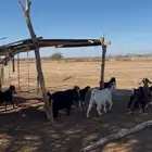 معزا مراح واحد