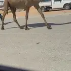 لقحه صفرا بكر ثنيه ملاقي