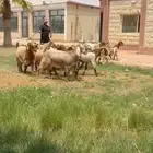 للبيع جذعات نوادر لون مميز فرصه للقناي