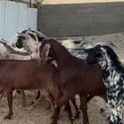 معزا اكثرها عنقان