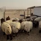 ذبايح نعيم و حري و تيوس