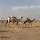 ناقة وضحى معها بنتها شقحاء للبيع اقبل البدل غنم