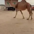 للبيع معشر حمراء كفو