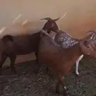 معزاء جنوبية للبيع