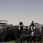 مراح عوارض فاااخره متابيع