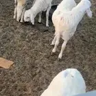 سواكن شبيه الحري وبن حمري