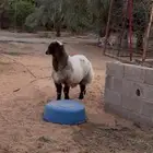 خاروف نعيمي