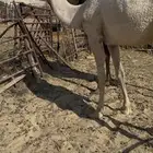 بكره