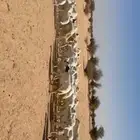 غنم خلفات مراح واحد