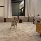 اطلوب ذيب جرو