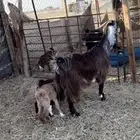 عنز عارضيه مقنى متاومه