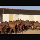 للبيع جفرات مصريات فاخره تآسيس مراح