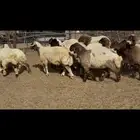 جذعات نعيم مقاني
