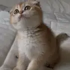 انثى سكوتش فولد للبيع جاهزه للتسليم