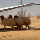 غنم