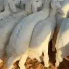 بهم حري العدد 38 فيها 10 رخال أعمارها 3 ونصف(بيع)