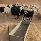 غنم نجد
