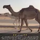 خلفه صفرا