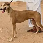 مطلوب سلوقي مخلوط قوي