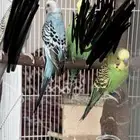 زوج باجي معه فرخ