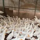 بط بكيني