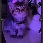 سكوتش ستريت  انثى شامل المستلزمات