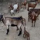 غنم مقاني مناتيج للبيع