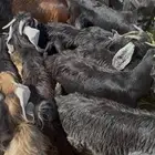 تيوس طيبه