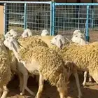 رخال حرش صنف فاخر دفيع ومضاريع