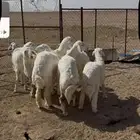 خرفان. حريات. طيبه.